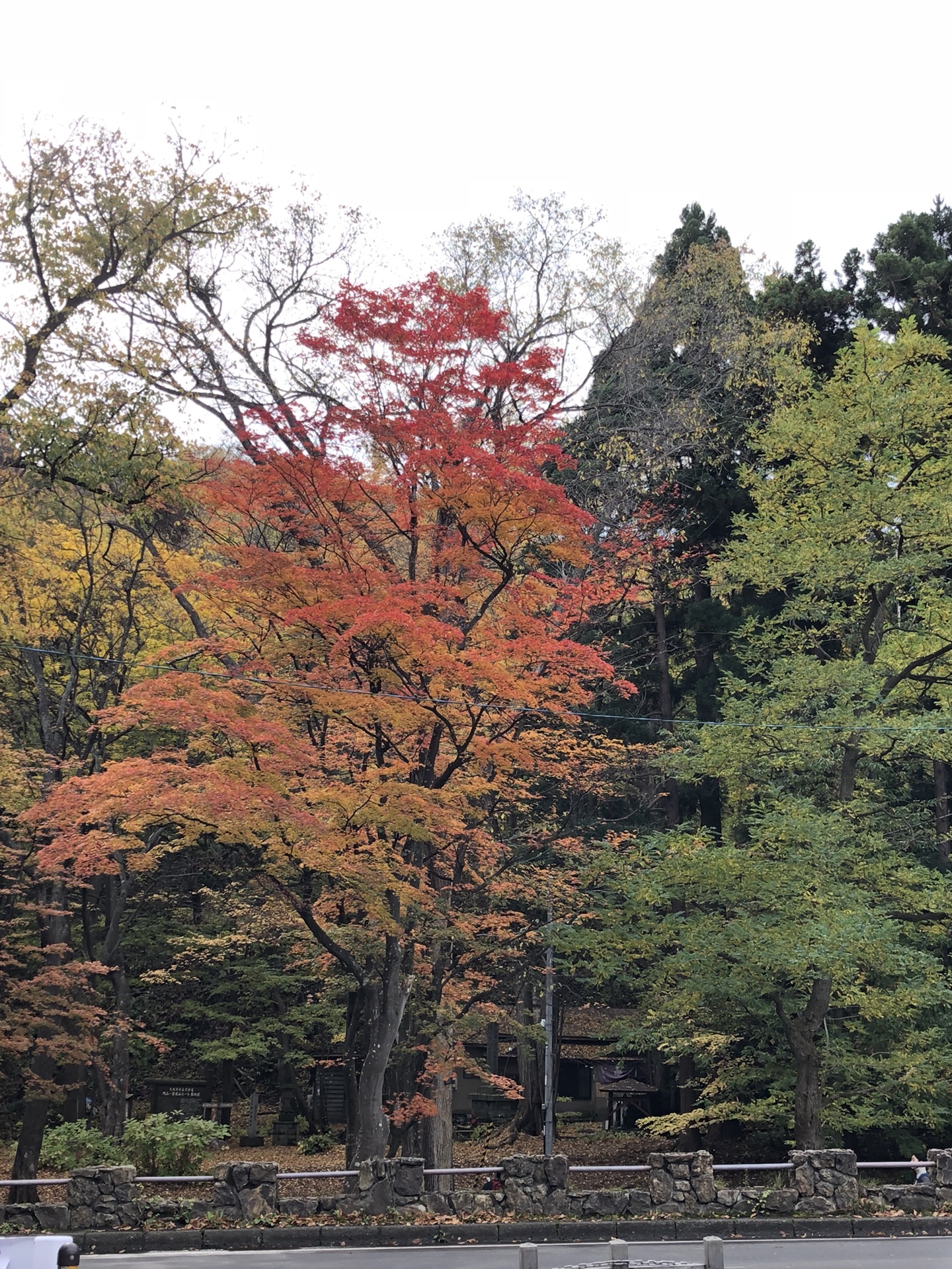 札幌自助遊攻略