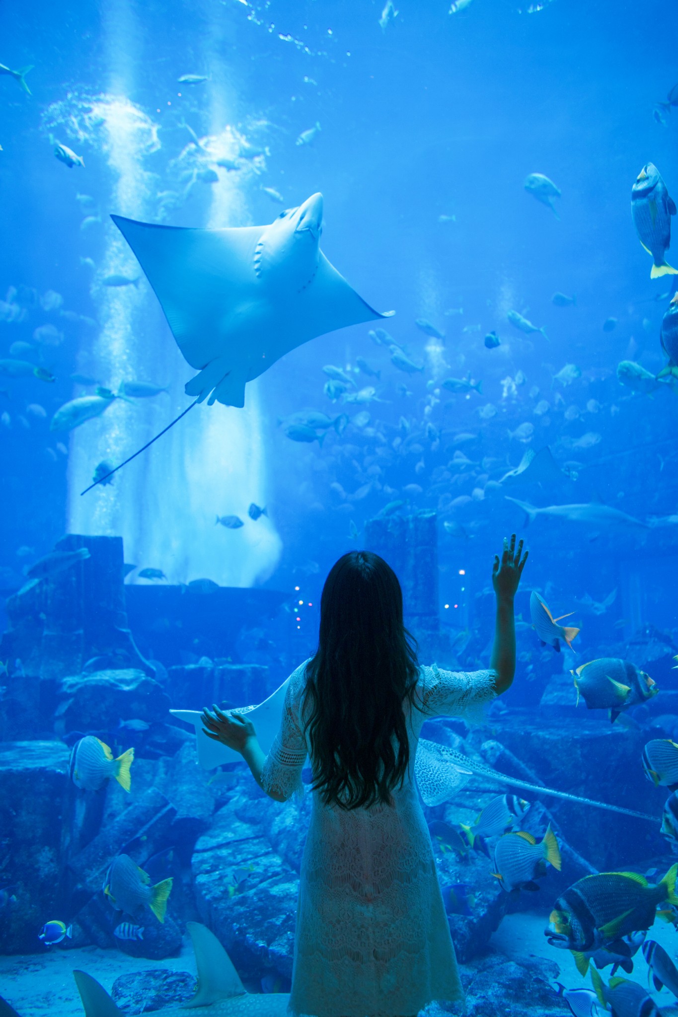 在棕榈岛亚特兰蒂斯"失落的水族馆"里,与