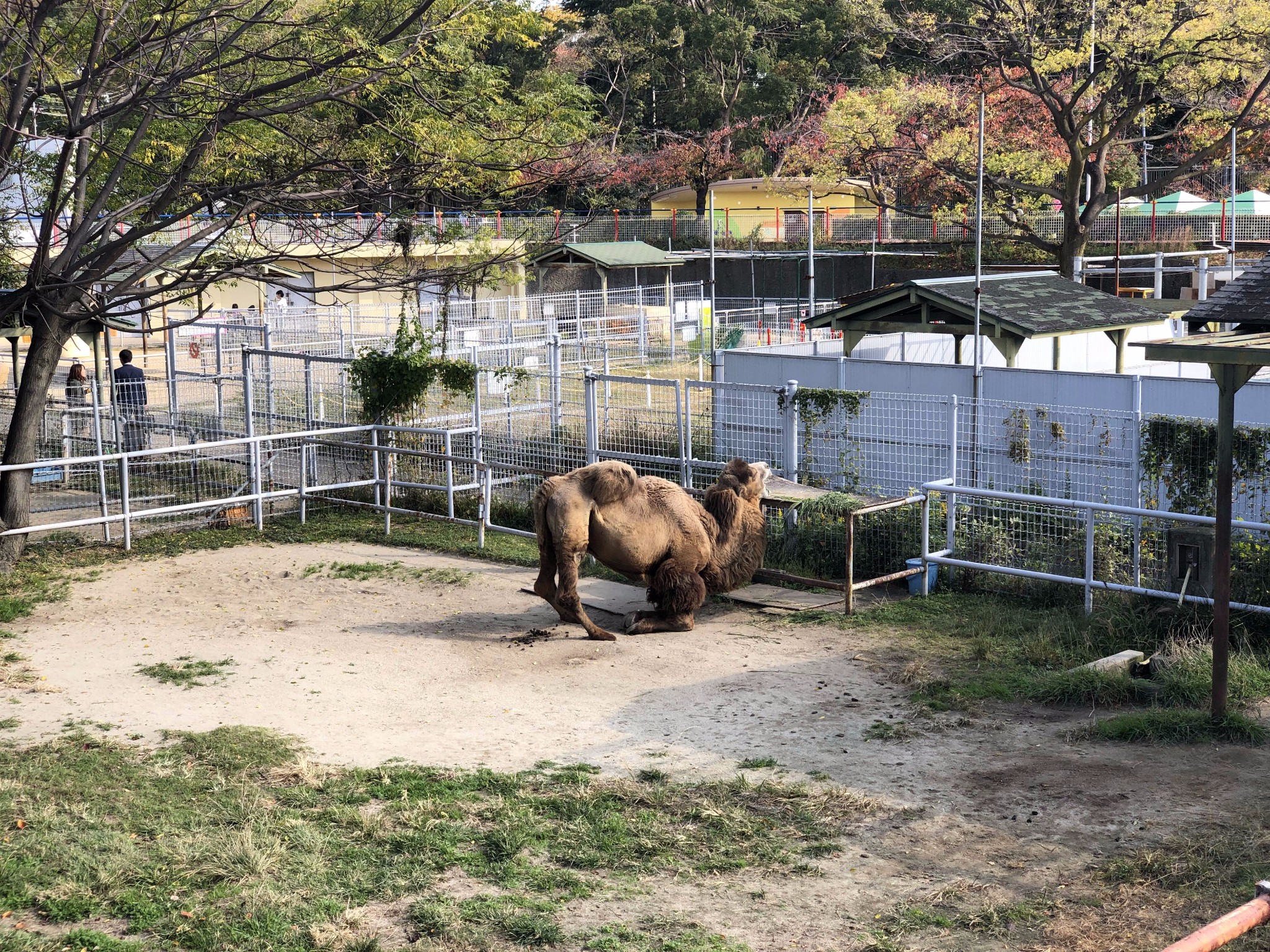 大阪自助遊攻略