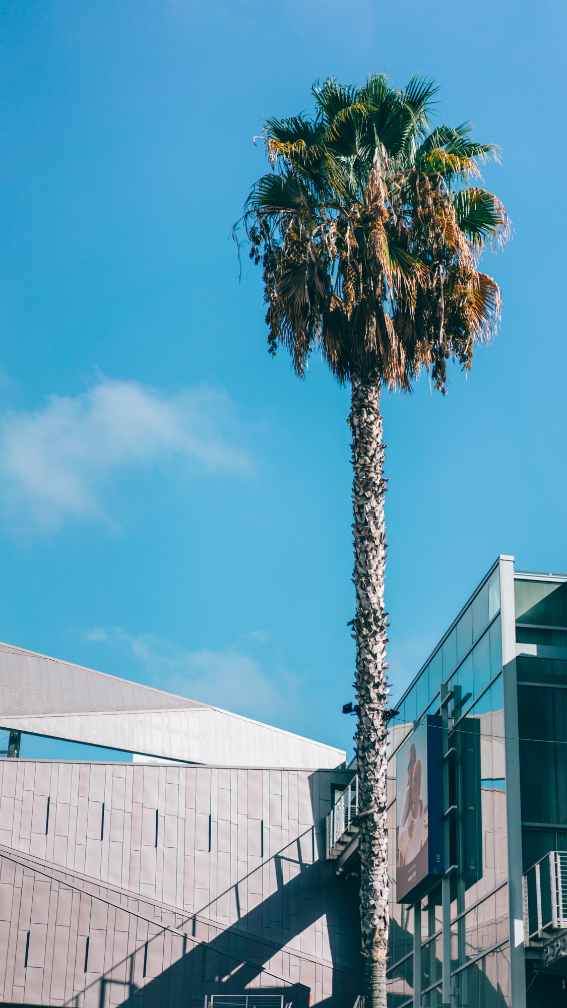 最能代表加的棕榈树,随处可见