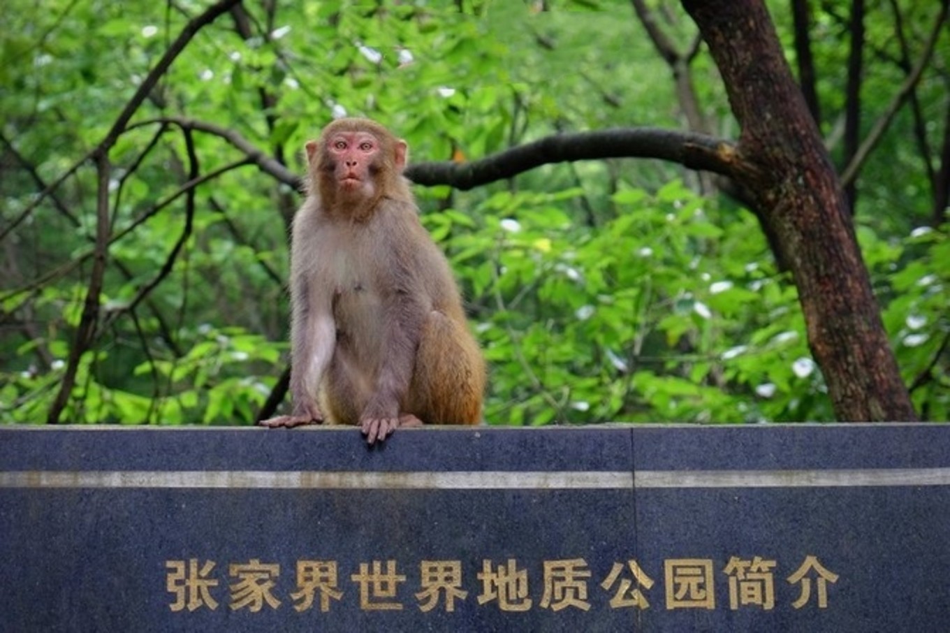 鳳凰古鎮自助遊攻略