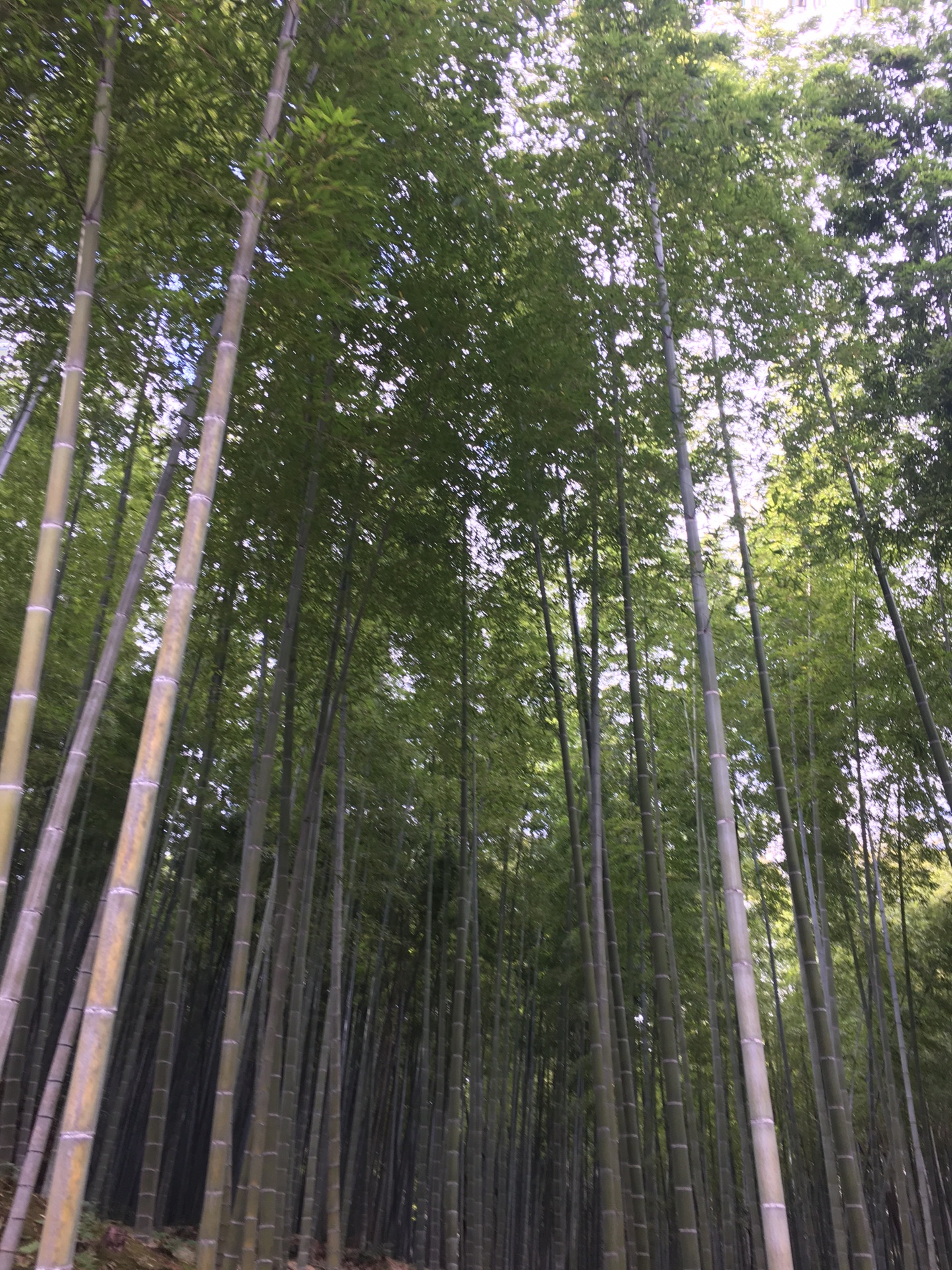 京都自助遊攻略