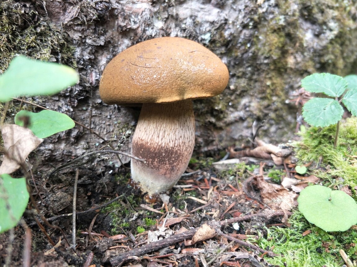 雨崩自助遊攻略