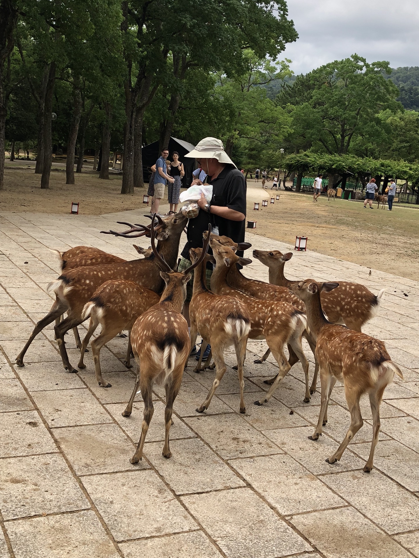 日本自助遊攻略