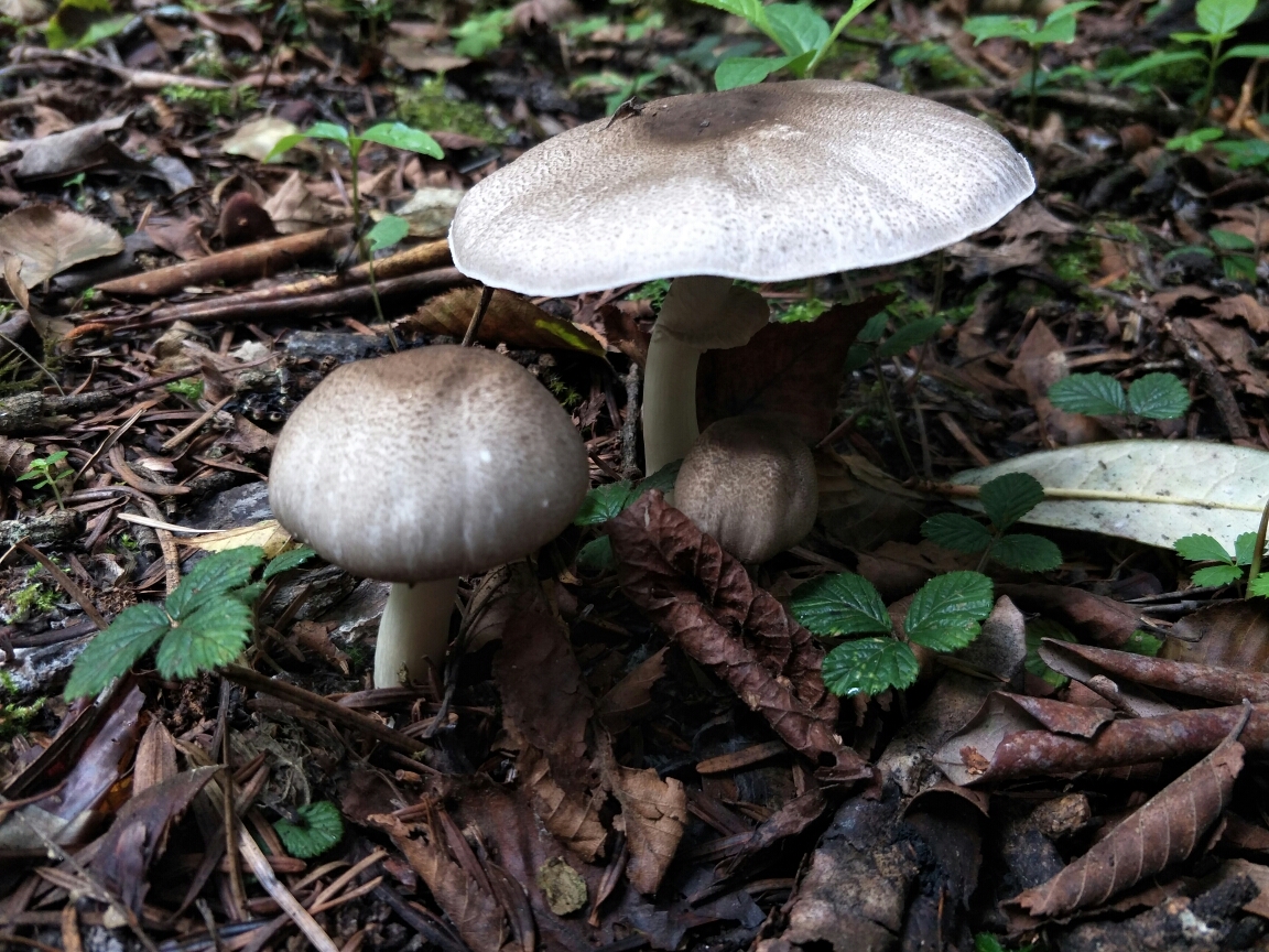 雨崩自助遊攻略