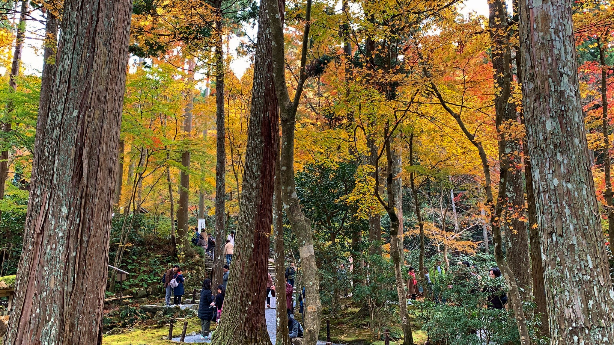 京都自助遊攻略