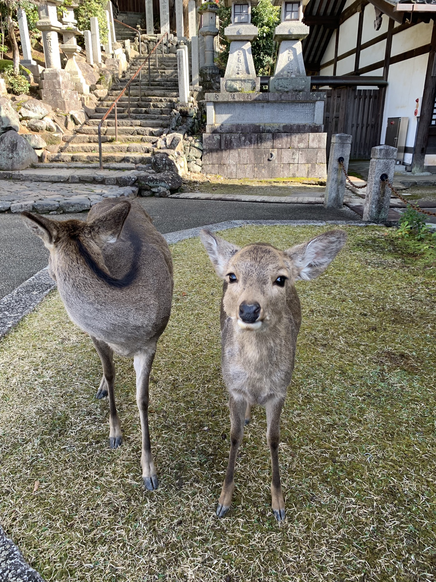 京都自助遊攻略