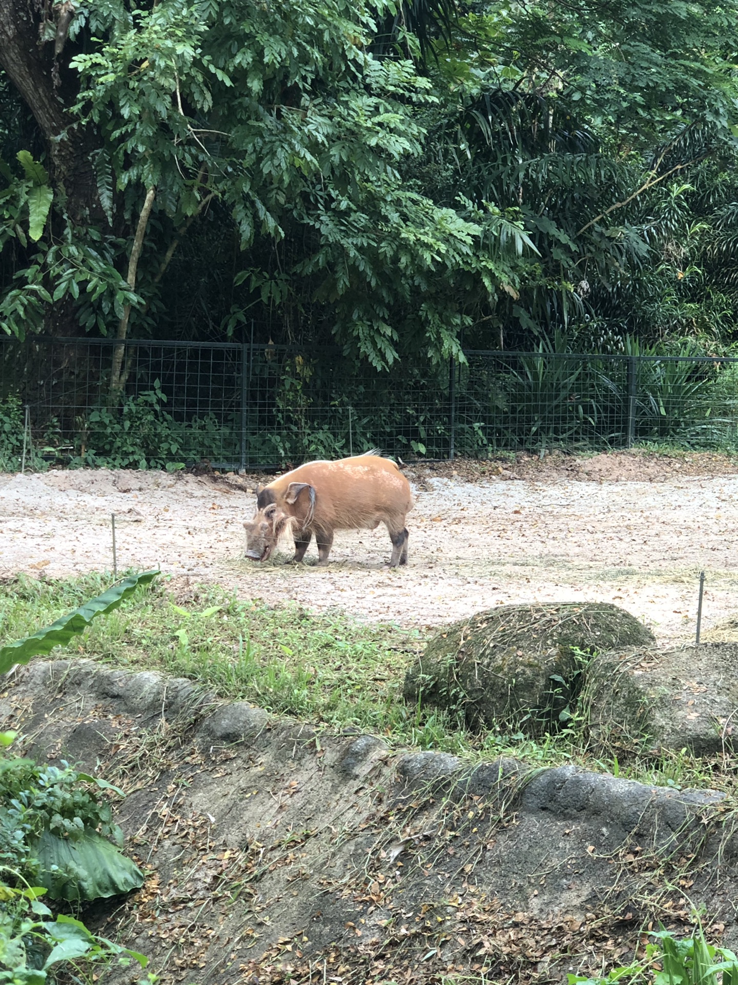 新加坡自助遊攻略