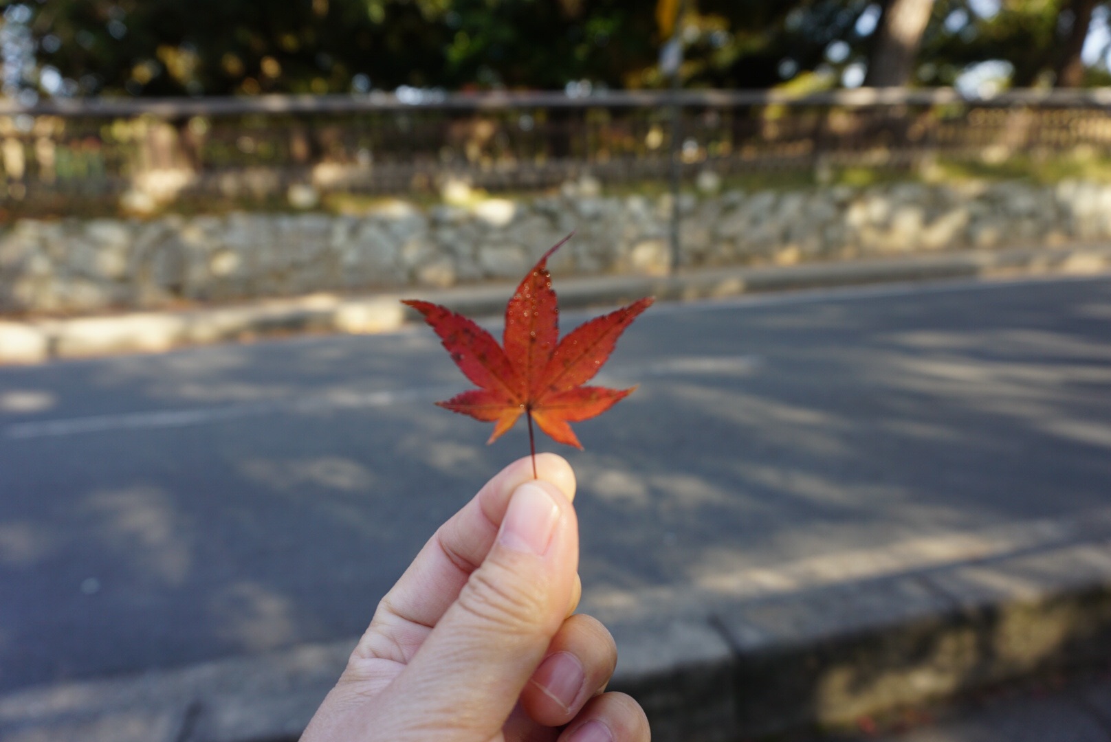 京都自助遊攻略