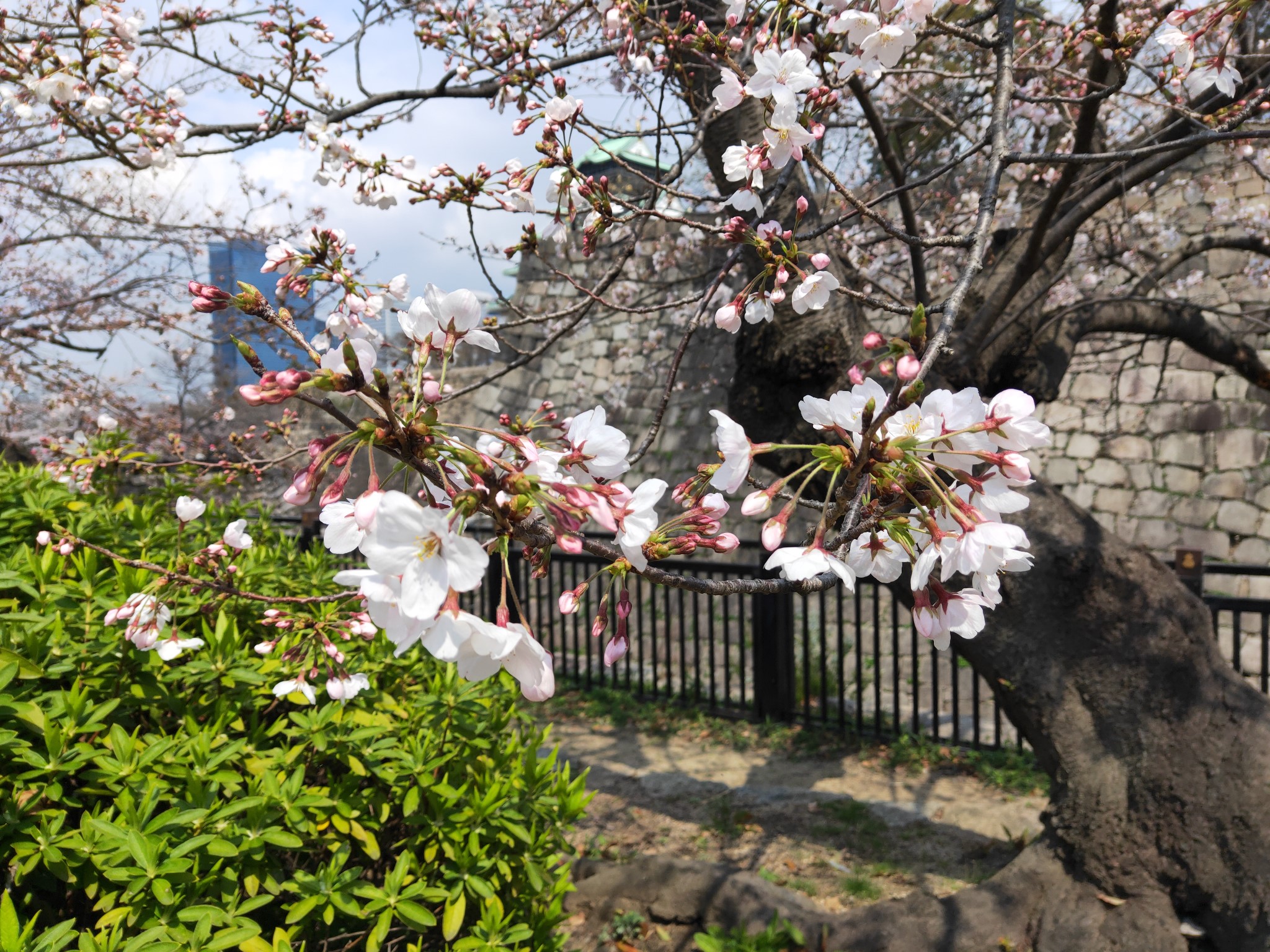 京都自助遊攻略