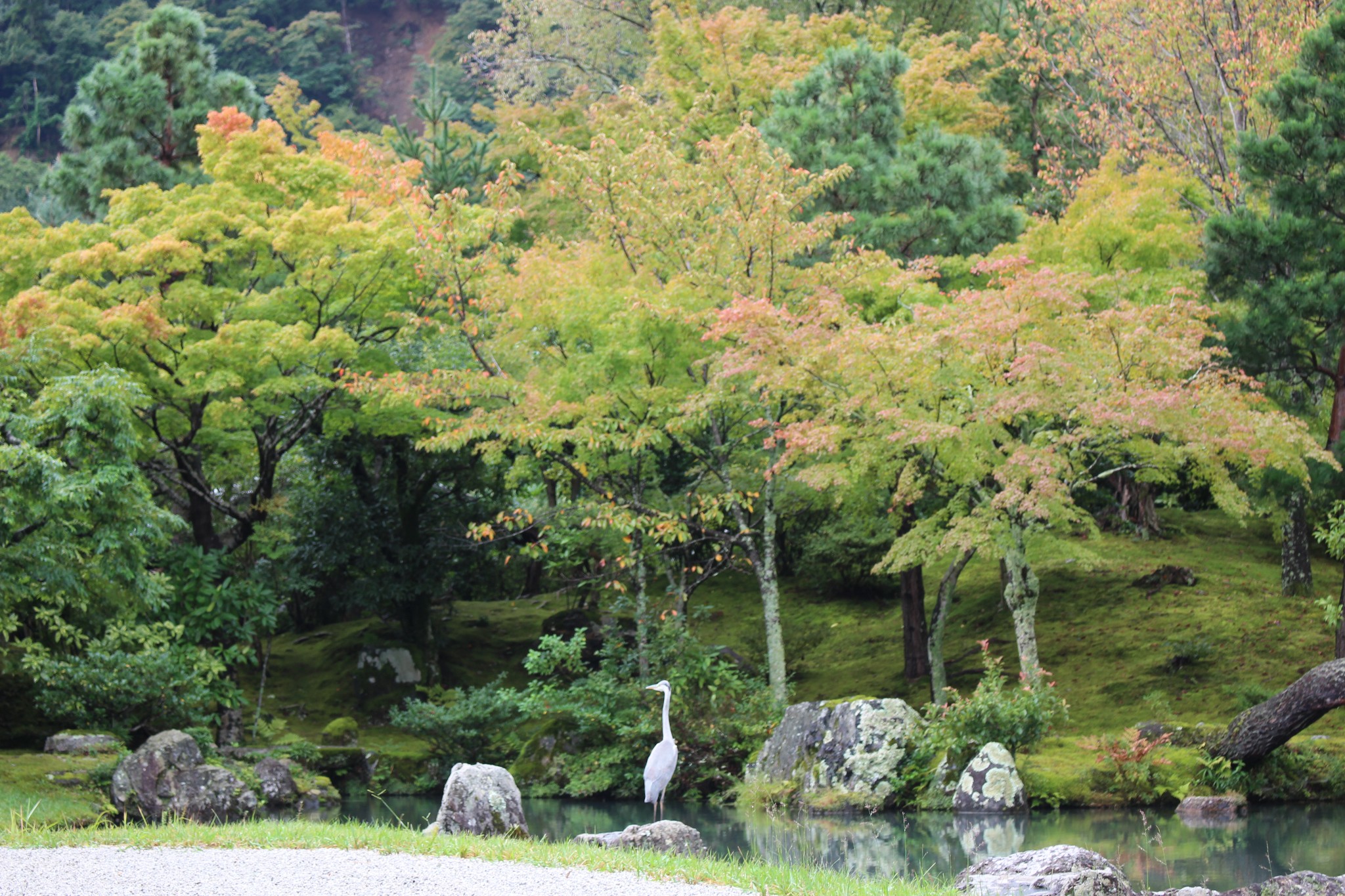 京都自助遊攻略