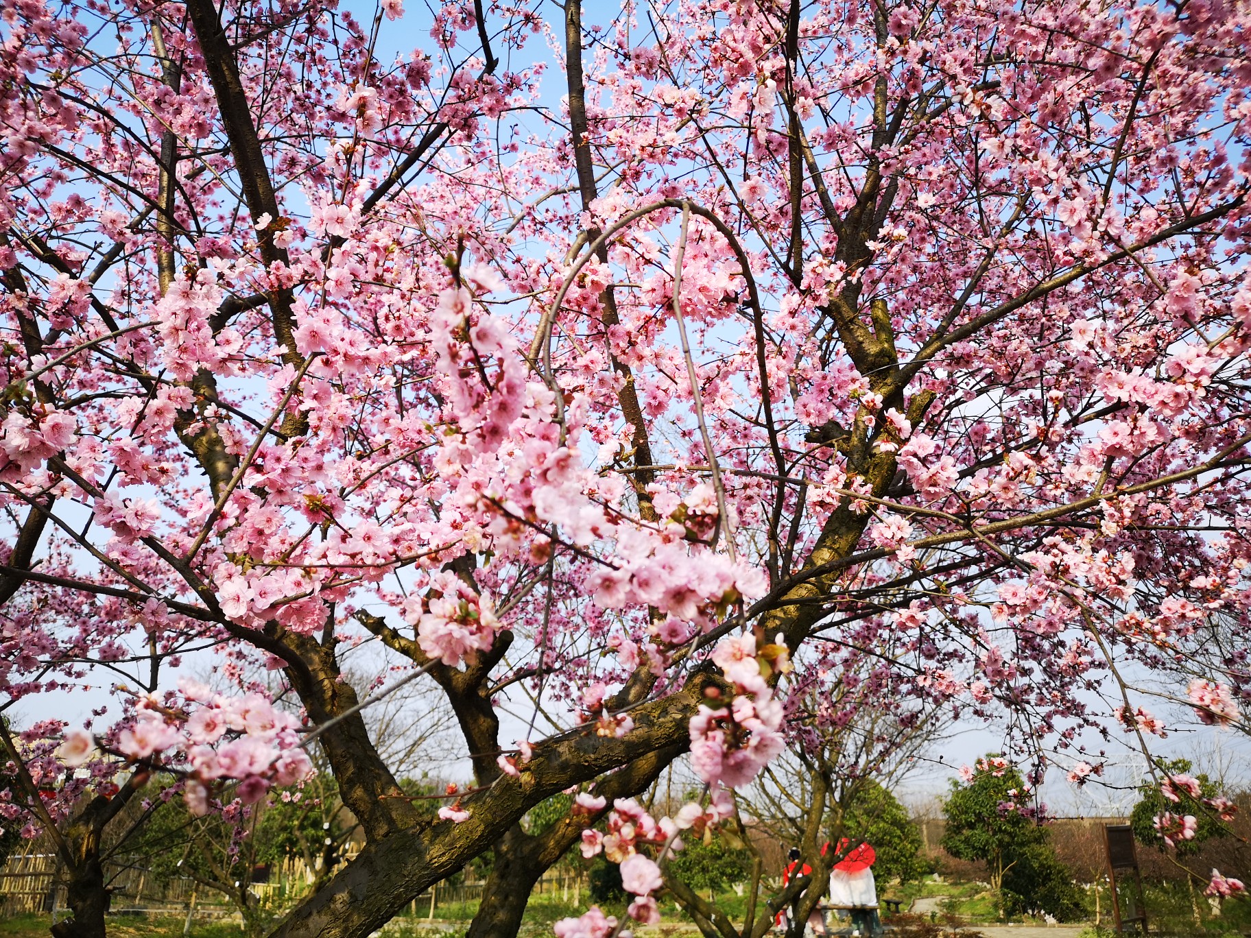 梅花镇梅花村人口_乐昌梅花镇梅花街(2)