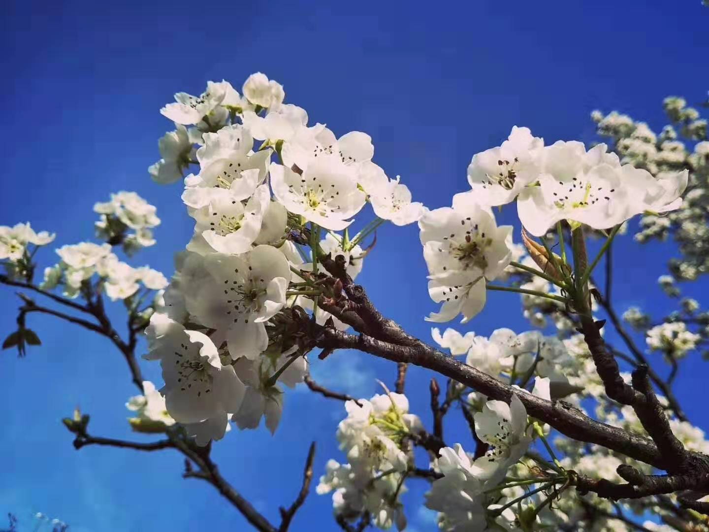 2019金川梨花节3月10日开启时间+门票2019年自主招生