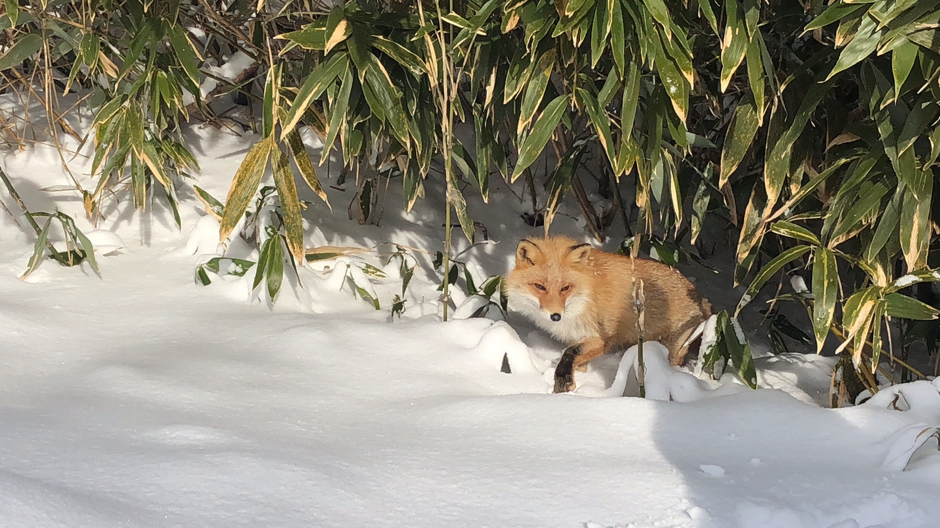 札幌自助遊攻略