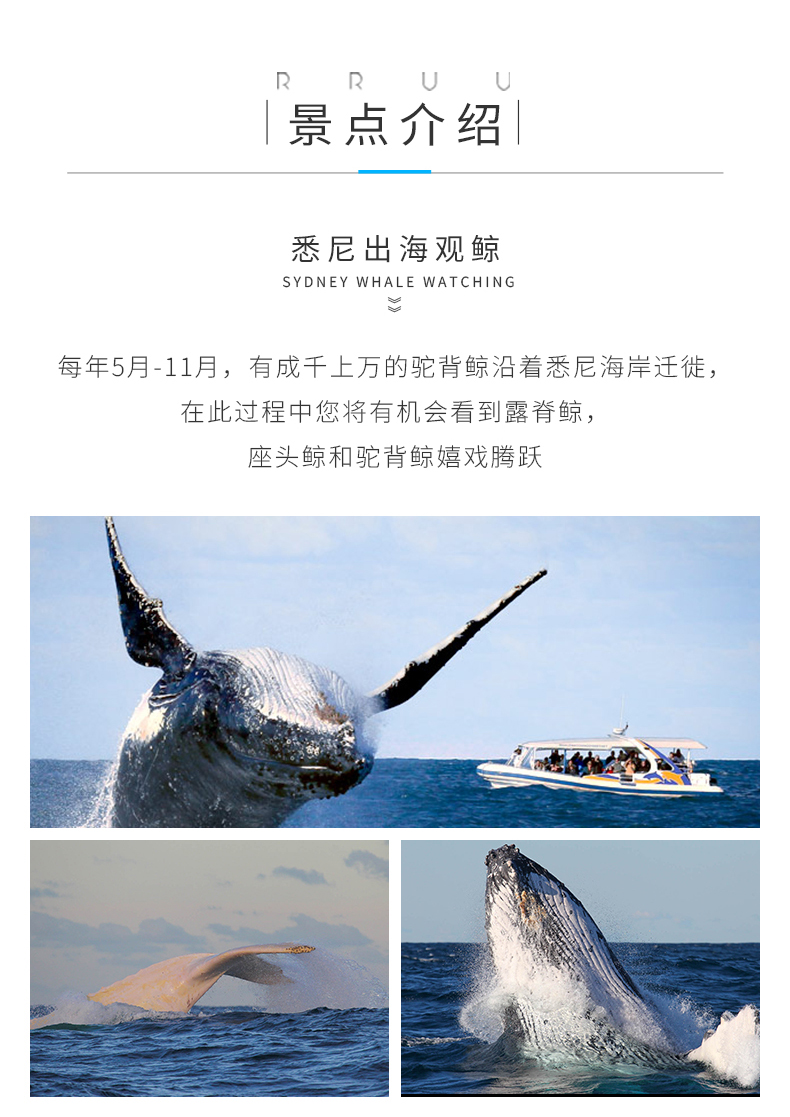 鲸鱼的声音有多高 wKgE2l1sglmAUlDyAAZ9PPWgl3850.jpeg