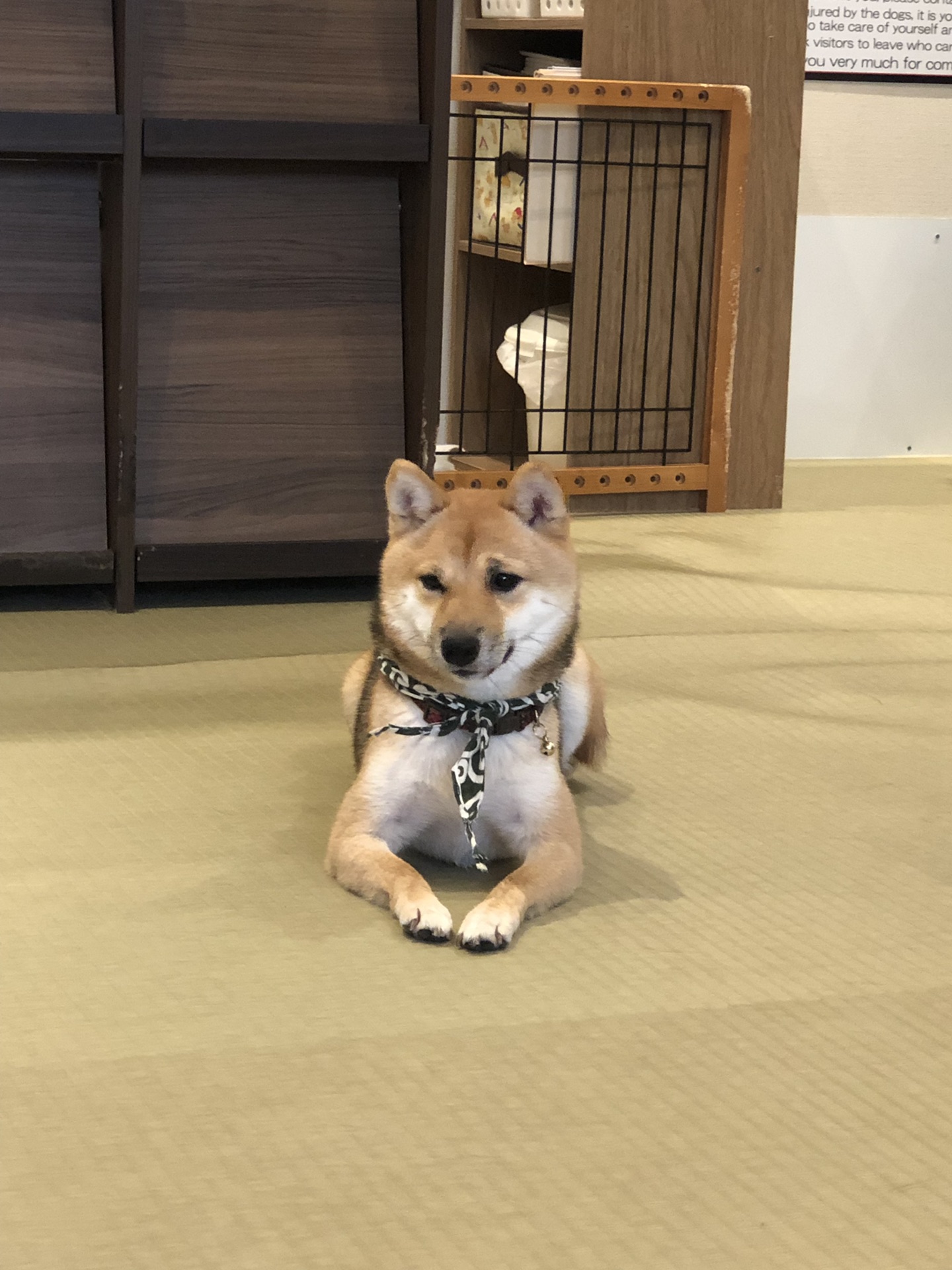 東京自助遊攻略