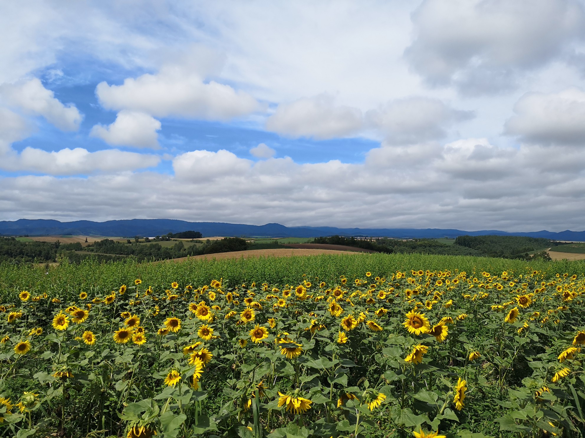 北海道自助遊攻略