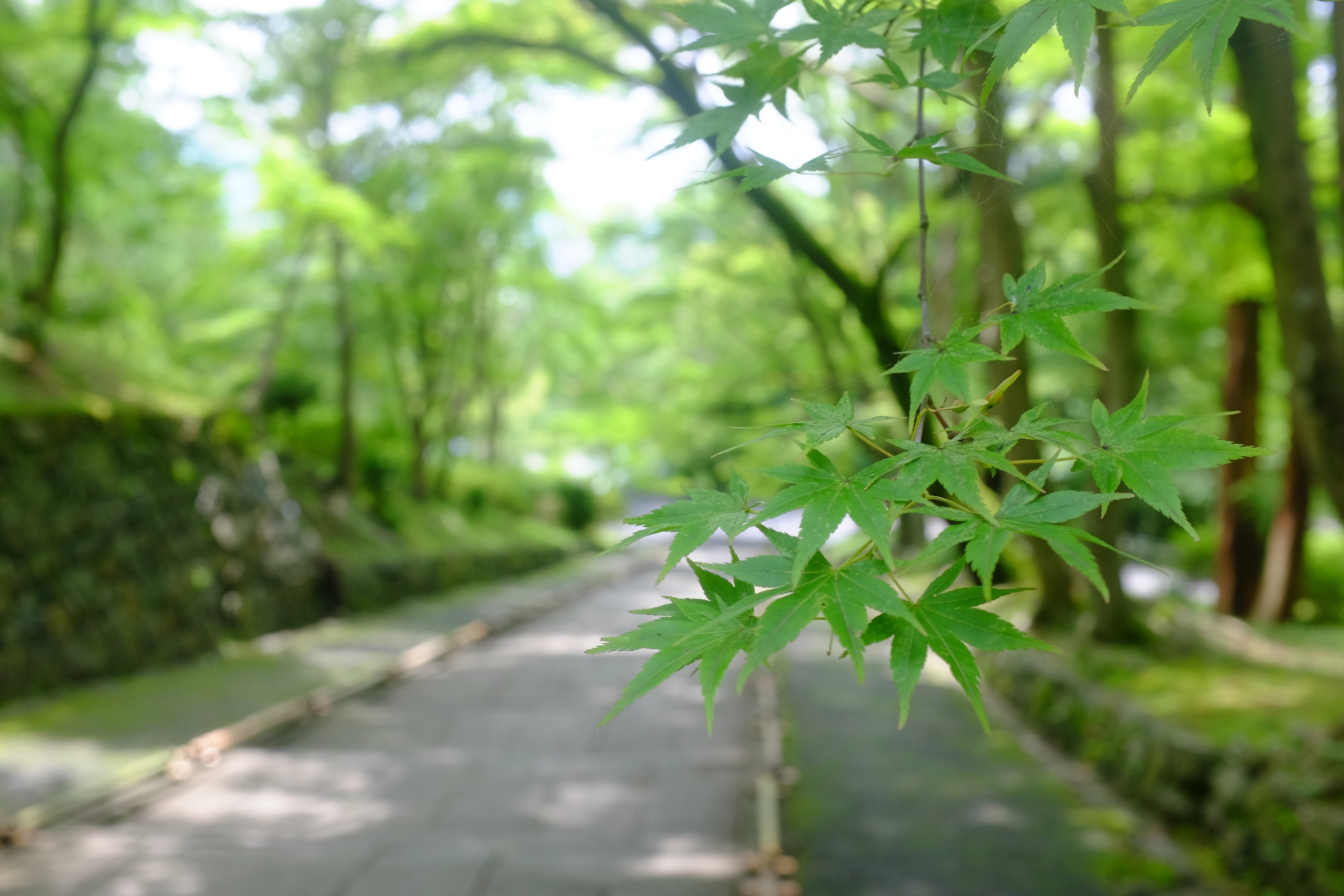 京都自助遊攻略