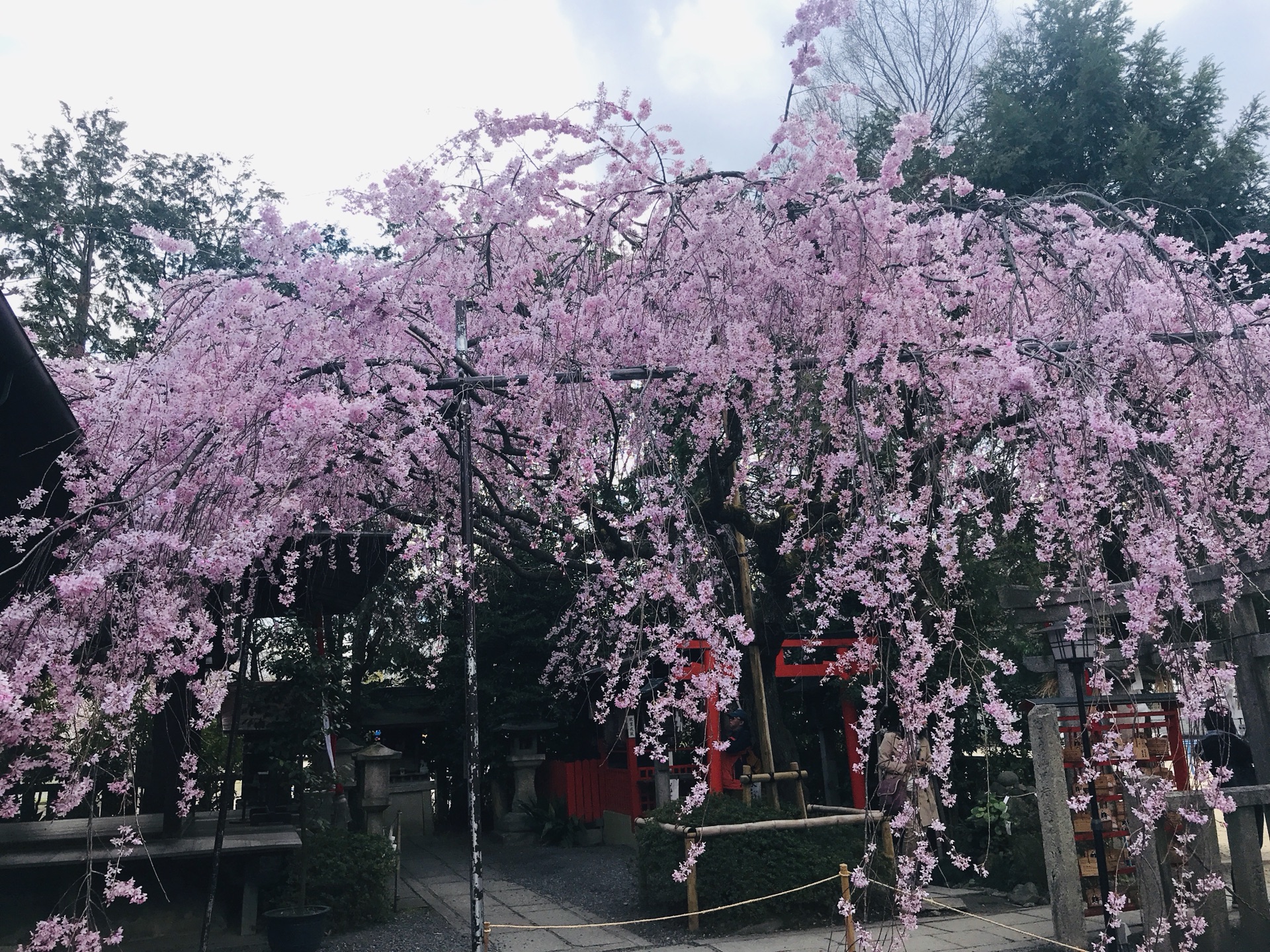 京都自助遊攻略