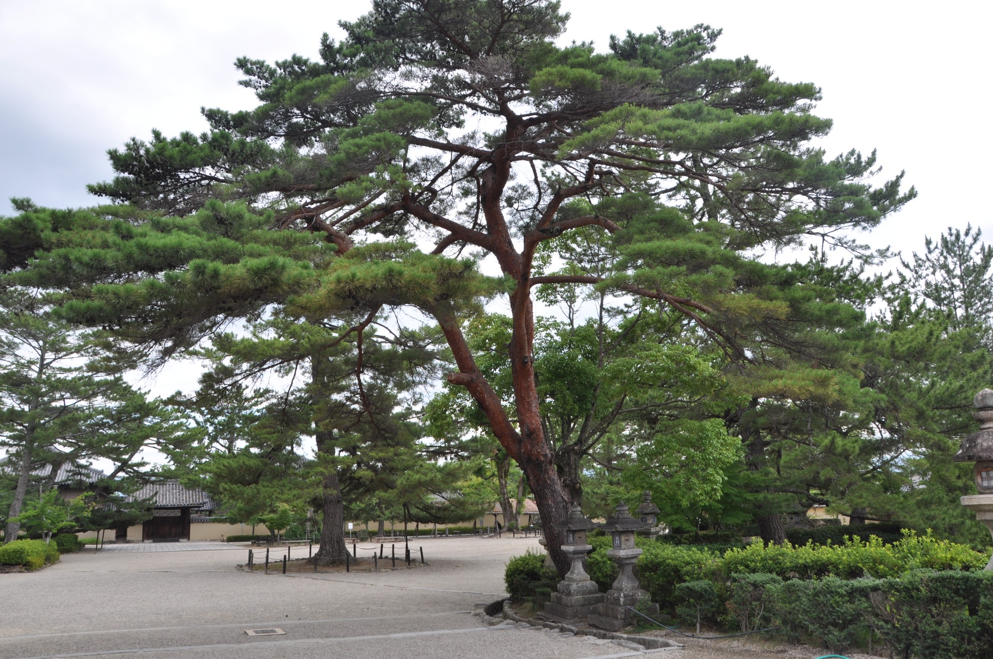 京都自助遊攻略