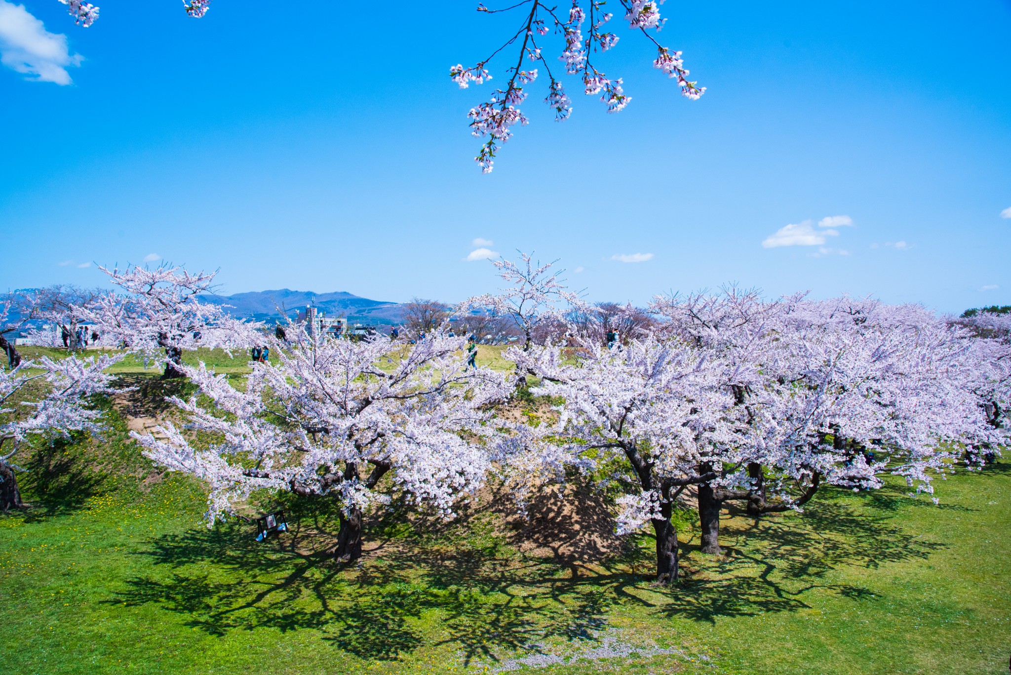 北海道自助遊攻略