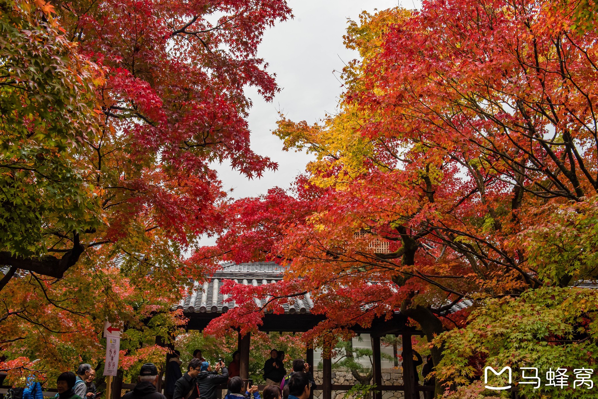 京都自助遊攻略