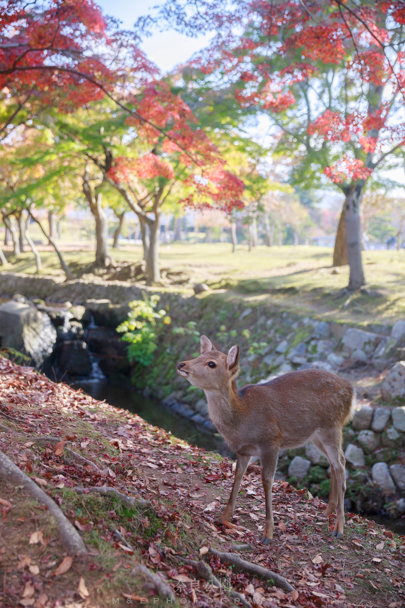 京都自助遊攻略