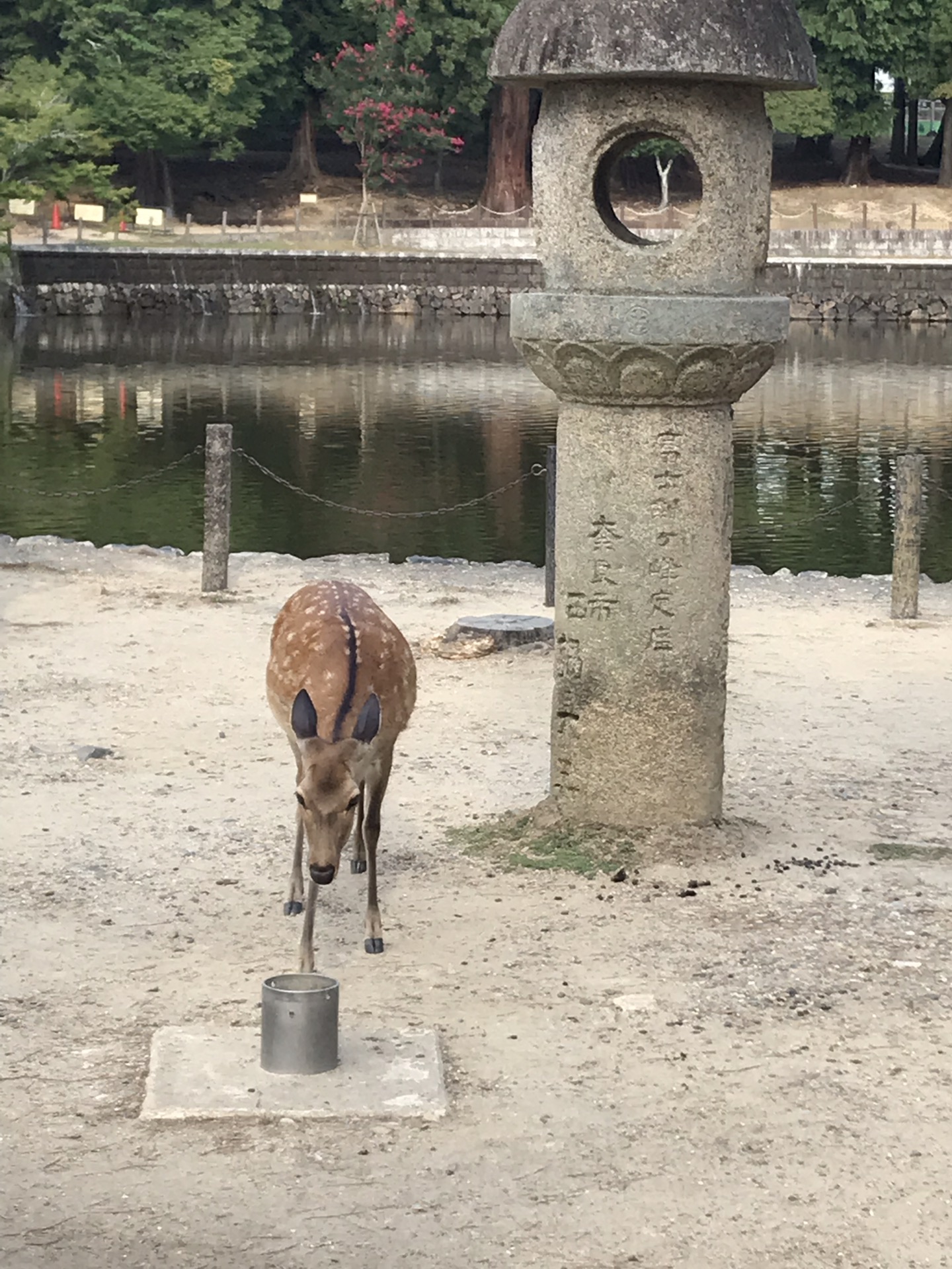 京都自助遊攻略