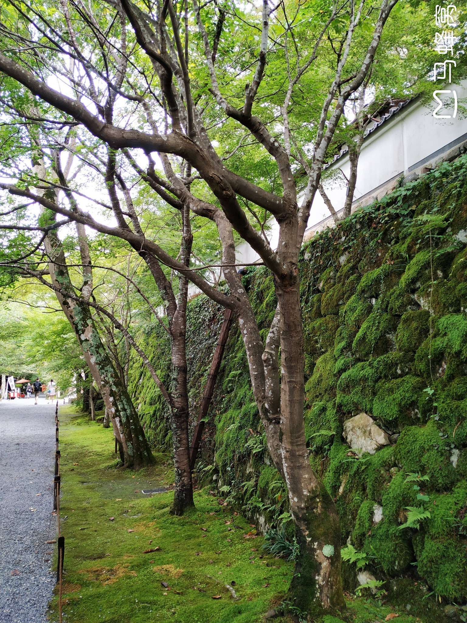 京都自助遊攻略