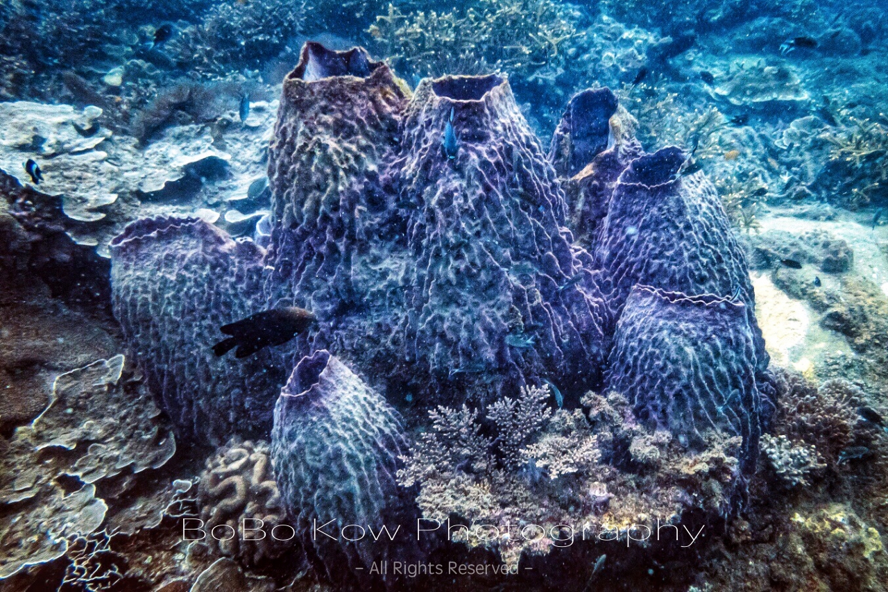 熱浪島自助遊攻略