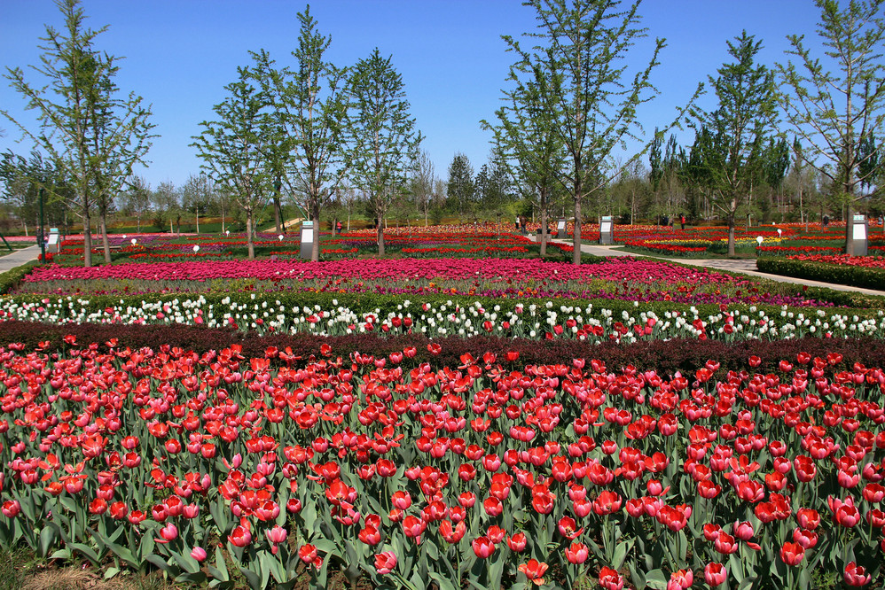 北京国际鲜花港 马蜂窝