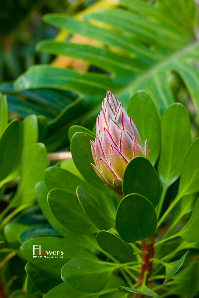 花花世界二(36张)--世界花卉大观园游记--马蜂窝