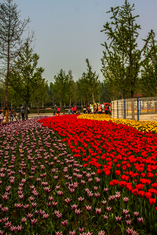 北京国际鲜花港 马蜂窝