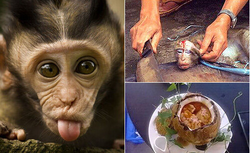 的桌子,一般二到四个人围桌而坐,中间的洞正好容一只青年猴子的头伸出