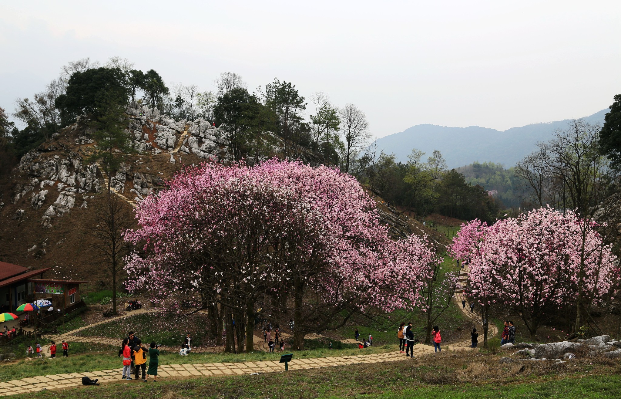 江油旅遊攻略 辛夷花,我心儀之花——記四川省綿陽市北川藥王谷自駕遊