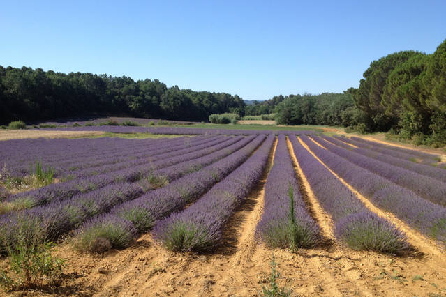 rev de provence in the rhone valley
