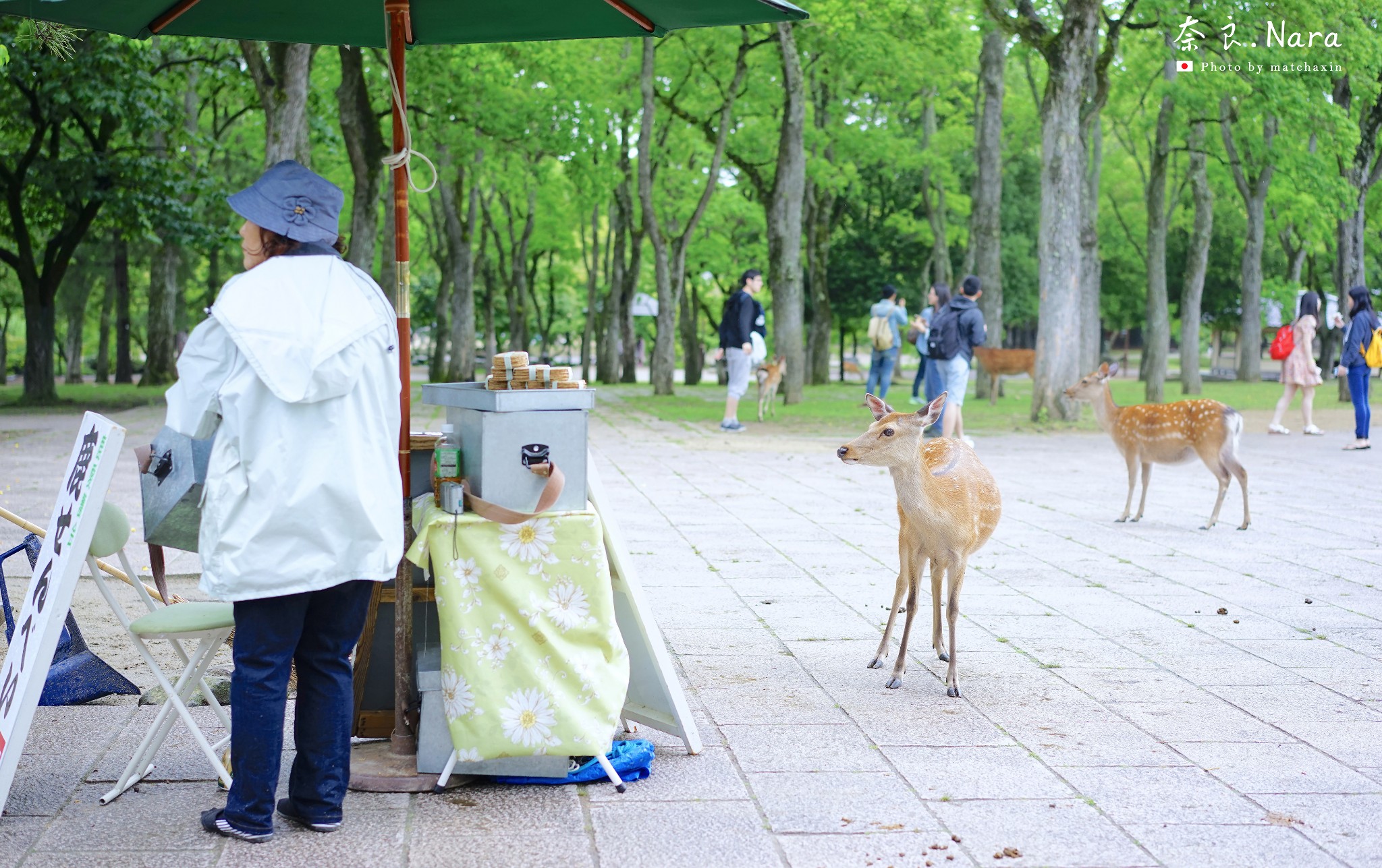 京都自助遊攻略