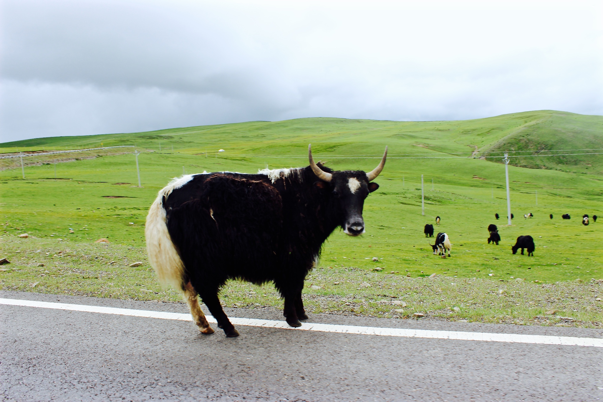 香格里拉游记图片