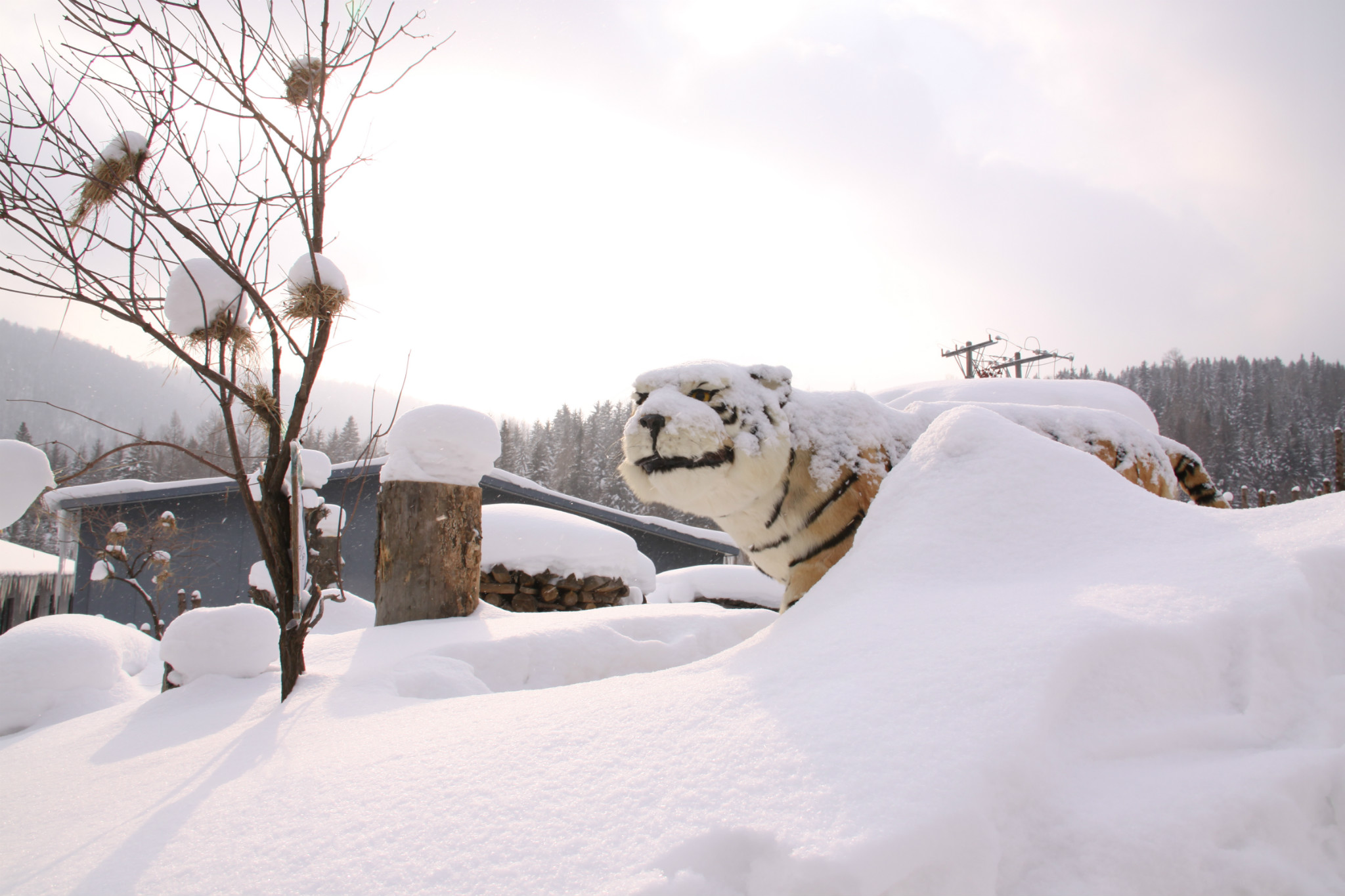 雪鄉自助遊攻略