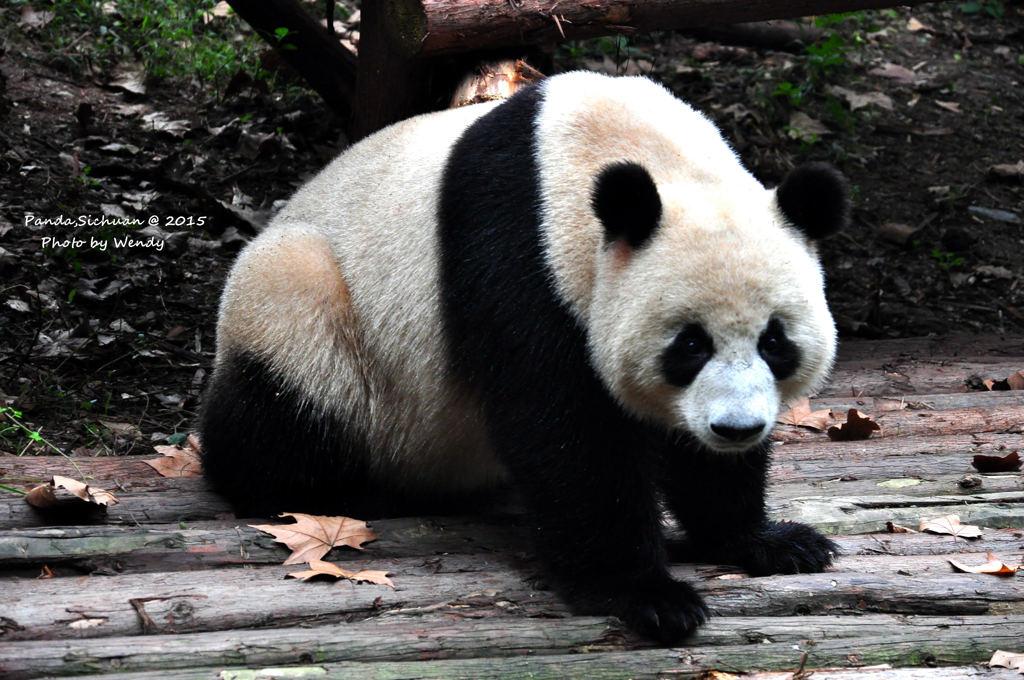 熊猫的样子真实图片