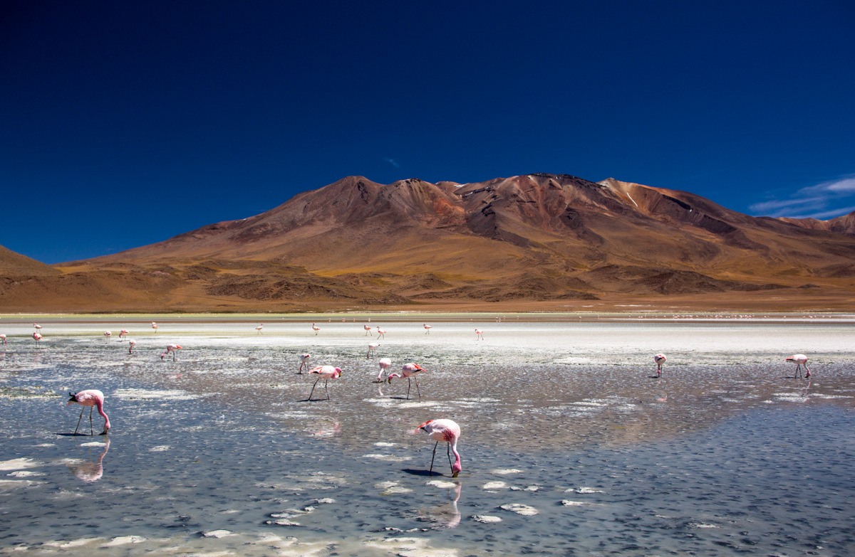 【玻利维亚】高原盐湖、火烈鸟......南美洲最美的风景！-拉巴斯旅游攻略-游记-去哪儿攻略