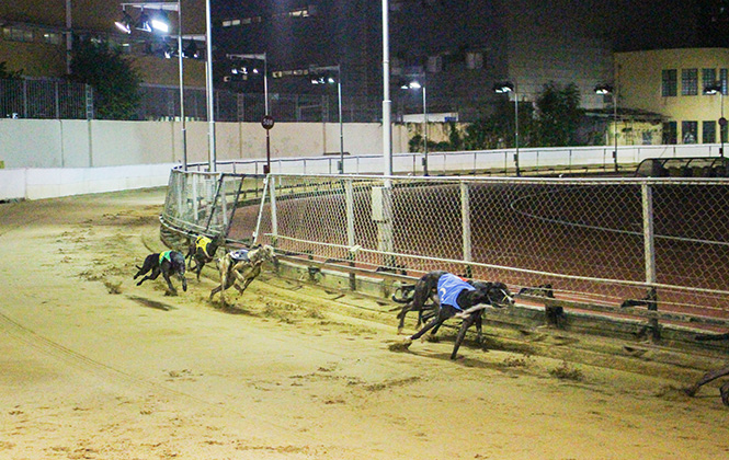 香港赛马澳门赛狗